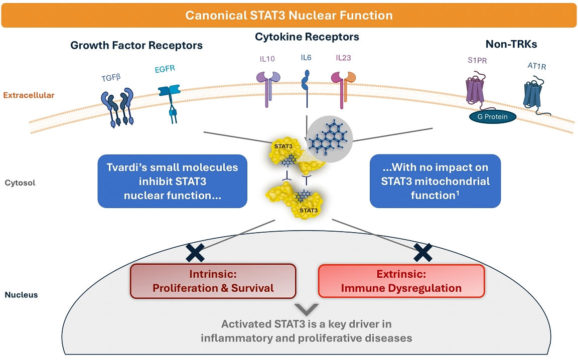 Tvardi Therapeutics, Company Overview, Hepatocellular Carcinoma Graphics
