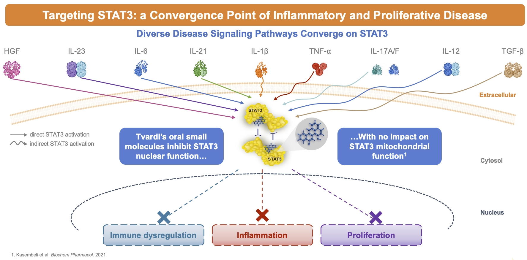 Targeting STAT3: a Convergence Point of Inflammatory and Proliferative Disease